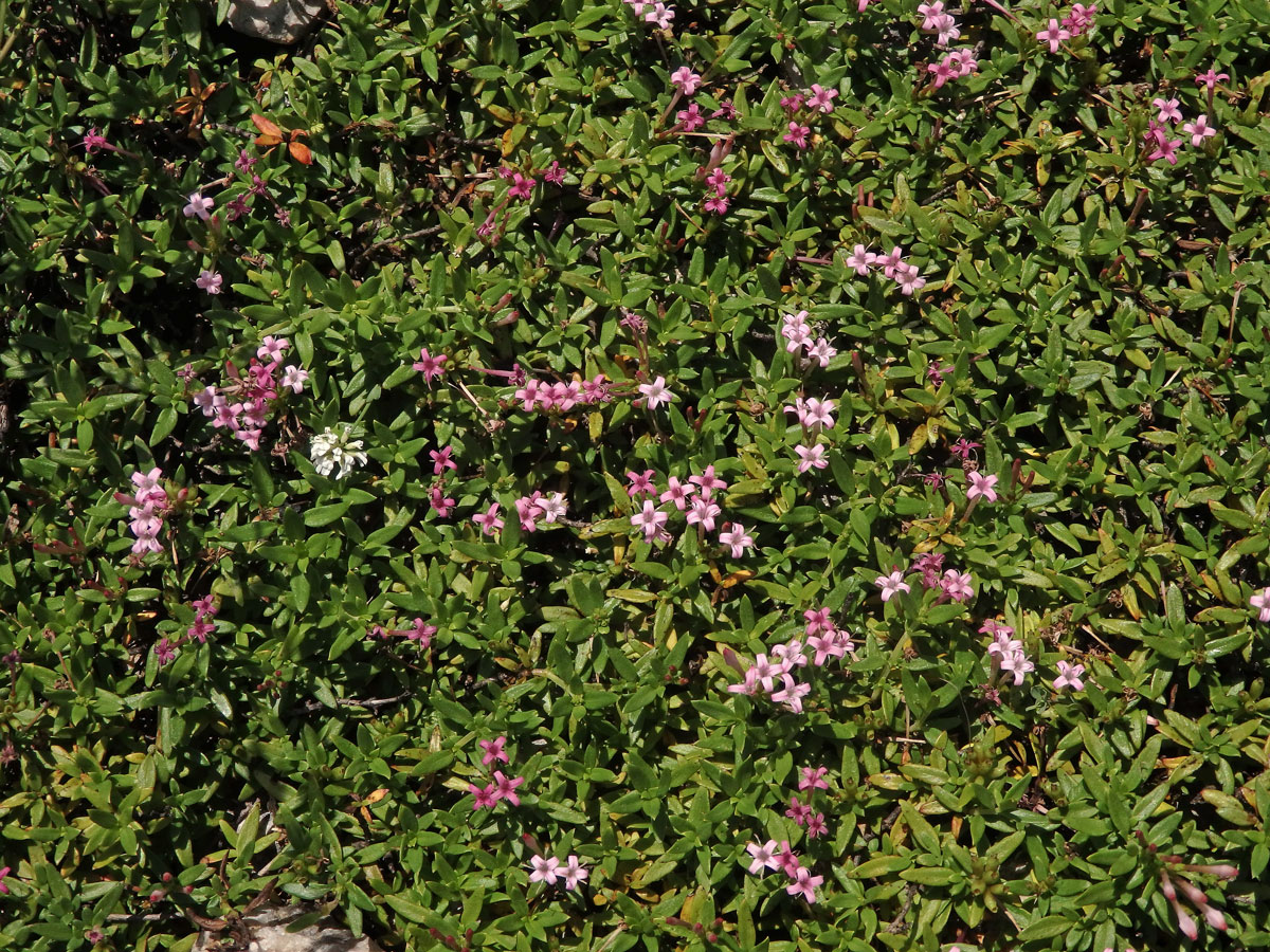 Putoria calabrica (L. fil.) DC.