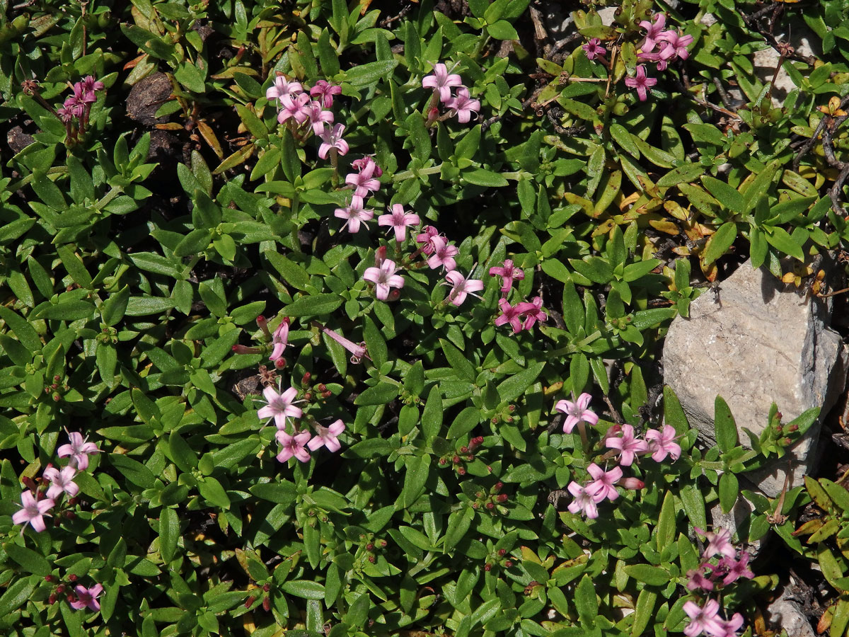 Putoria calabrica (L. fil.) DC.