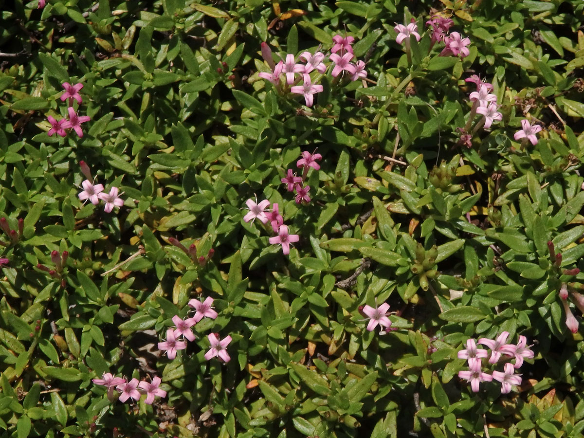 Putoria calabrica (L. fil.) DC.