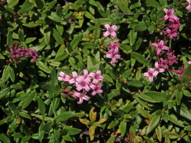 Putoria calabrica (L. fil.) DC.