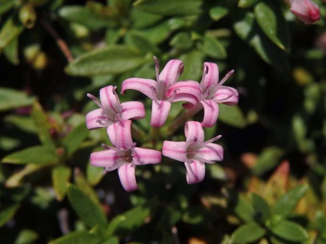 Putoria calabrica (L. fil.) DC.