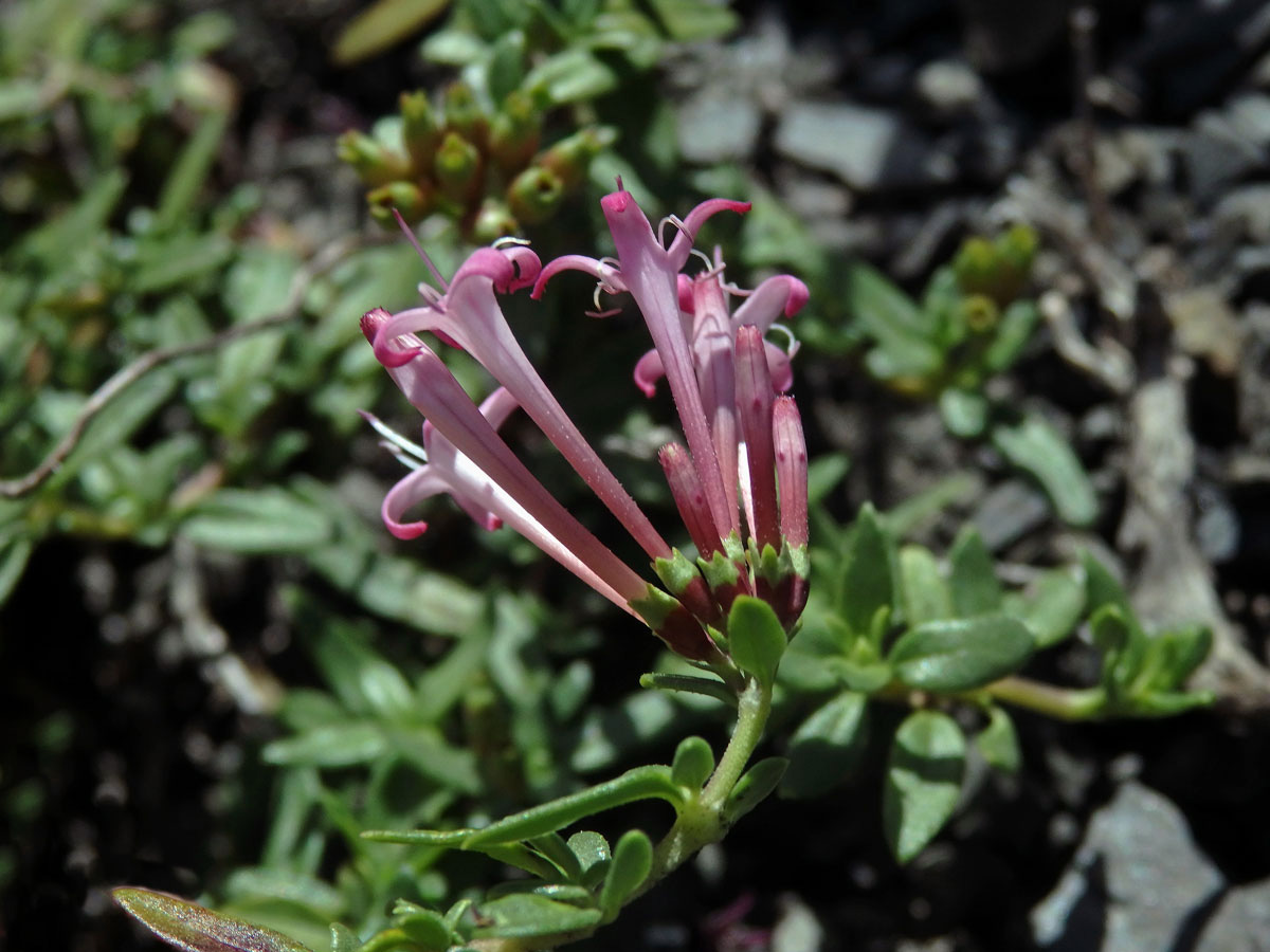 Putoria calabrica (L. fil.) DC.