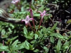 Putoria calabrica (L. fil.) DC.