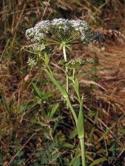 Smldník jelení (Peucedanum cervaria (L.) Lapeyr.)