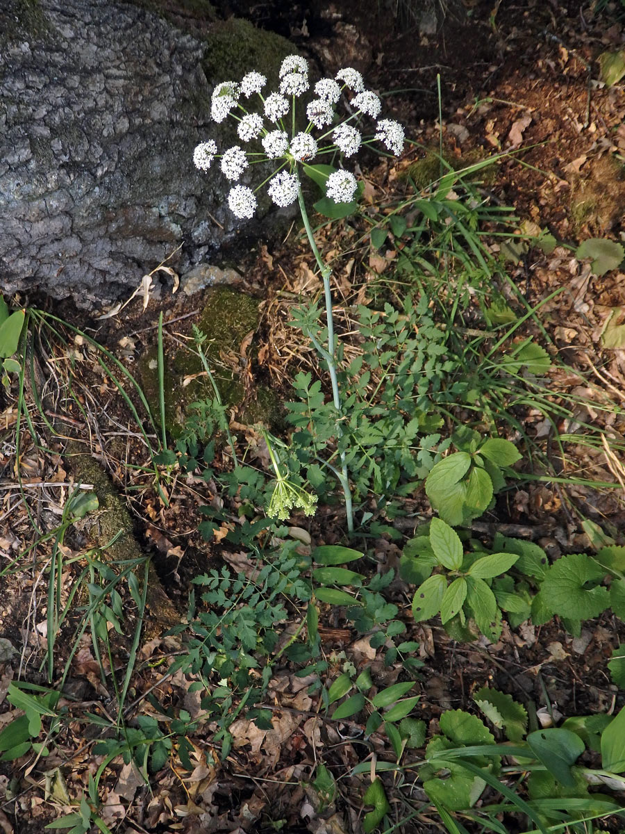 Smldník jelení (Peucedanum cervaria (L.) Lapeyr.)