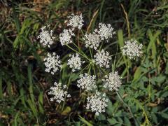 Smldník jelení (Peucedanum cervaria (L.) Lapeyr.)