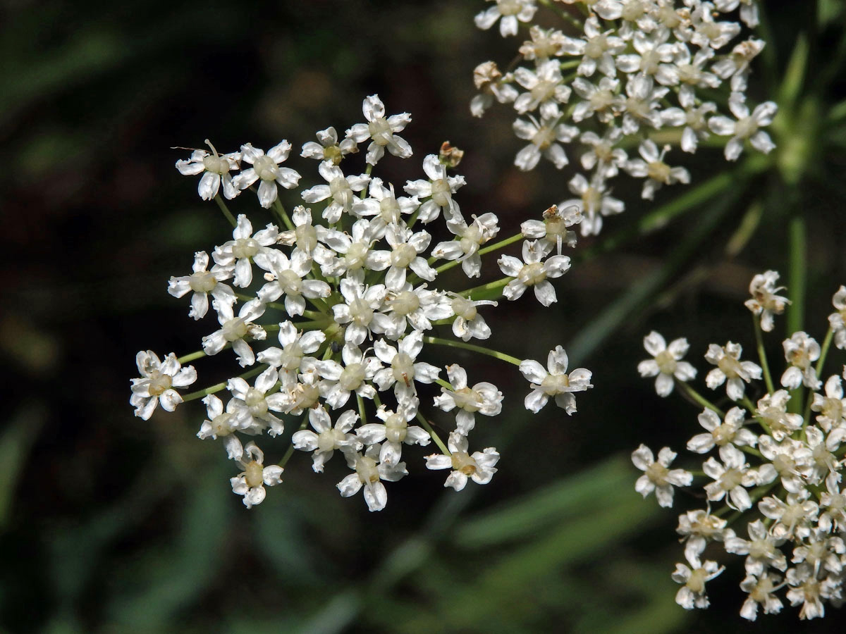 Smldník jelení (Peucedanum cervaria (L.) Lapeyr.)