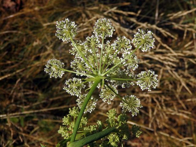 Smldník jelení (Peucedanum cervaria (L.) Lapeyr.)