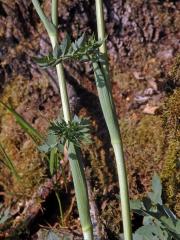 Smldník jelení (Peucedanum cervaria (L.) Lapeyr.)