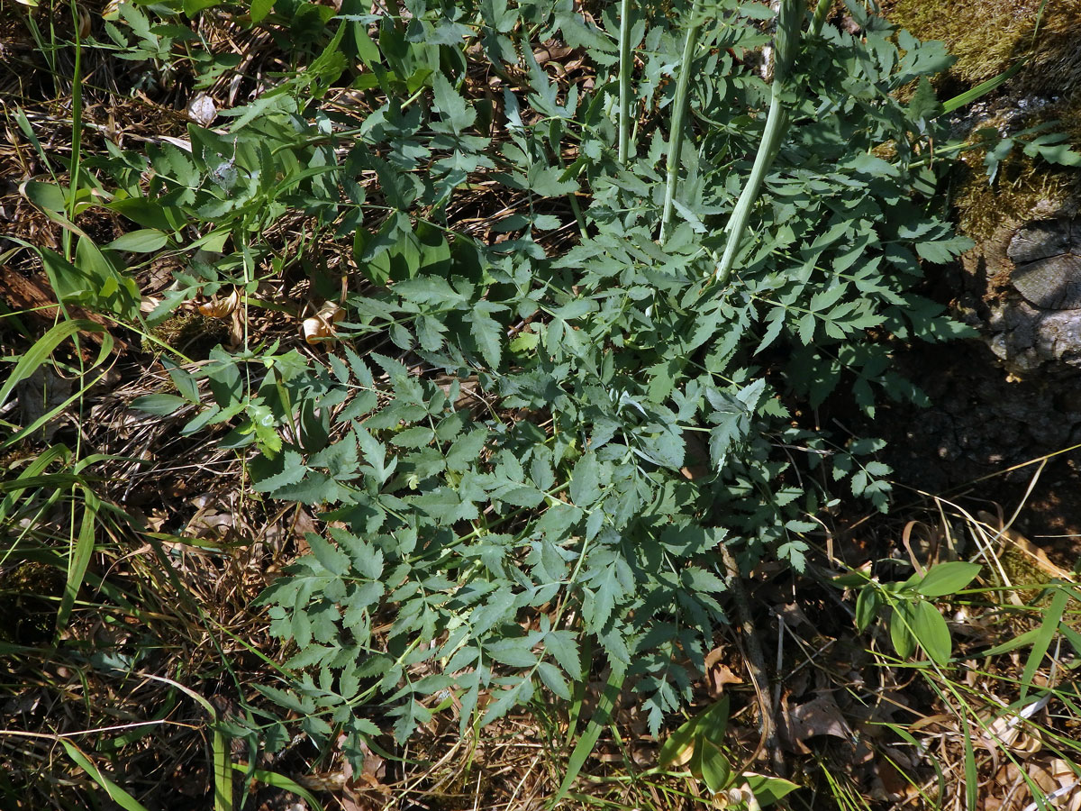 Smldník jelení (Peucedanum cervaria (L.) Lapeyr.)