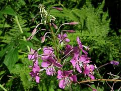 Vrbovka úzkolistá (Epilobium angustifolium L.)