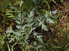 Smldník jelení (Peucedanum cervaria (L.) Lapeyr.)