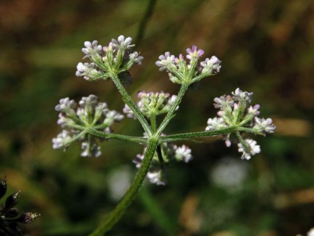 Tořice japonská (Torilis japonica (Houtt.) DC.)