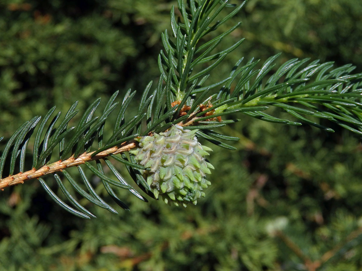 Hálky korovnice pupenové (Adelges lacricis), smrk ztepilý