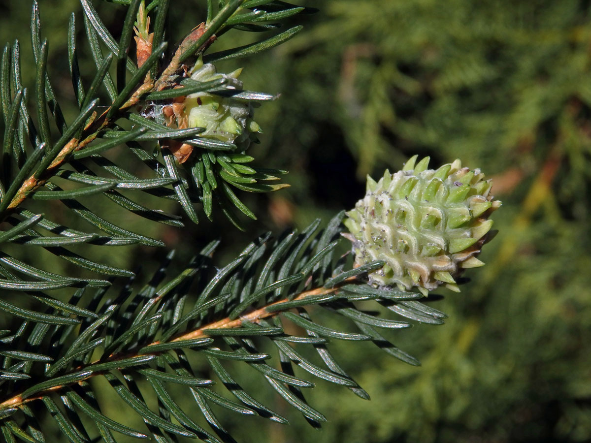 Hálky korovnice pupenové (Adelges lacricis), smrk ztepilý