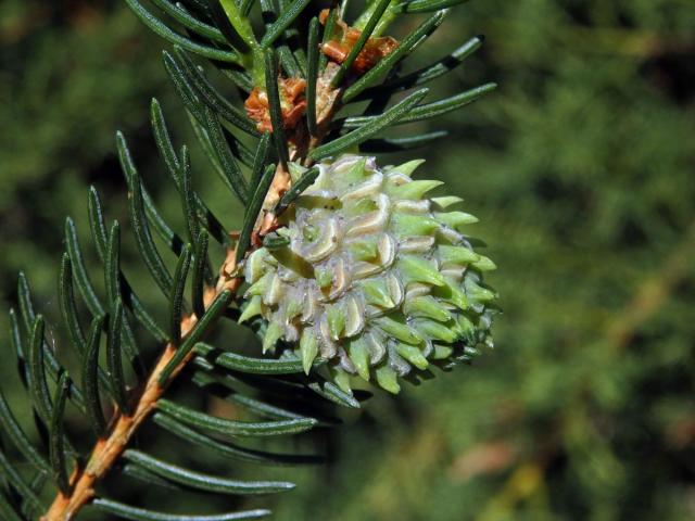 Hálky korovnice pupenové (Adelges lacricis), smrk ztepilý