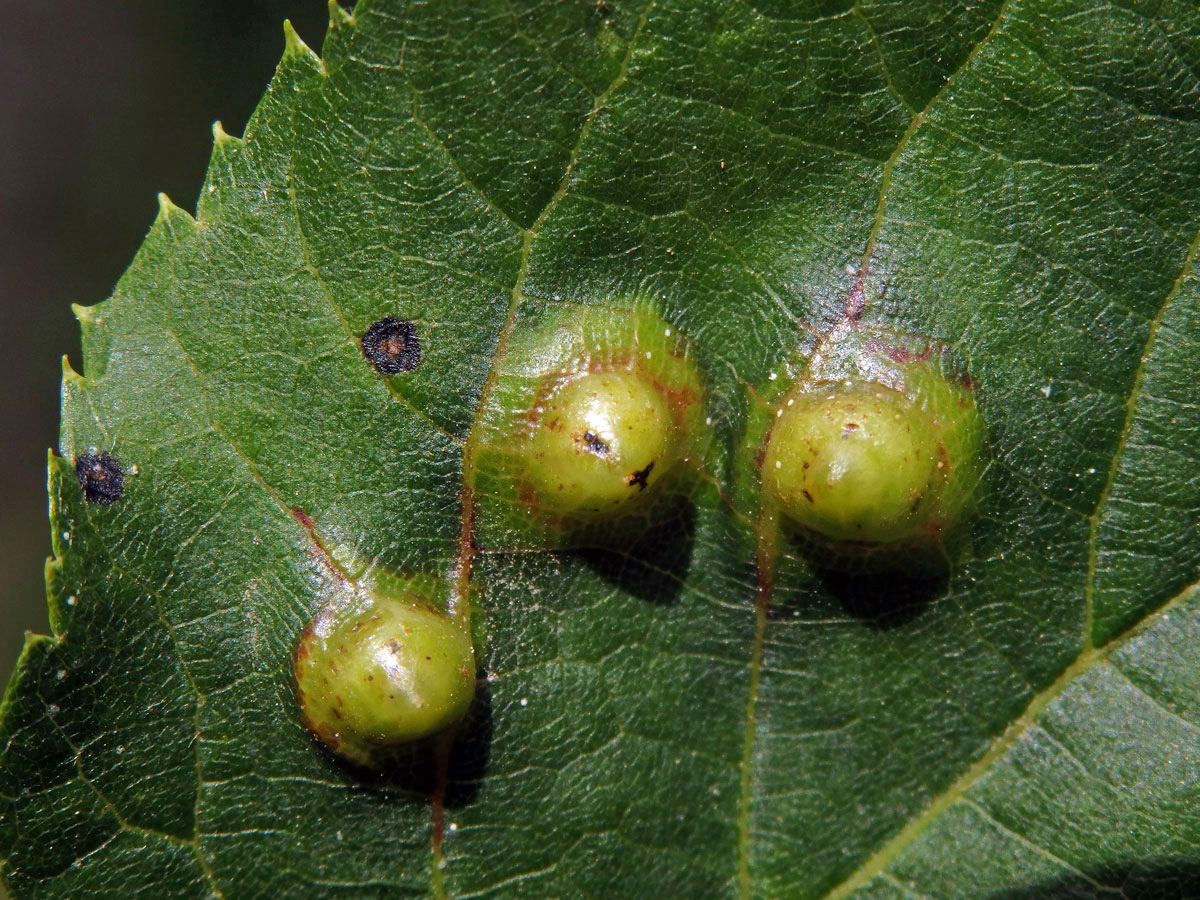 Hálky bejlomorky lipové (Didymomyia reaumuriana)