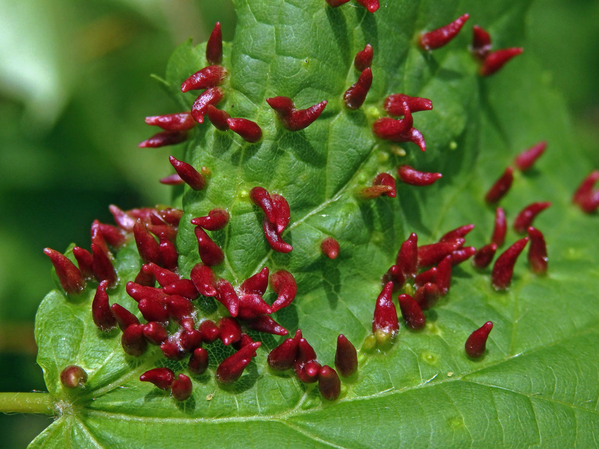 Hálky vlnovníka lipového (Eriophyes tiliae)