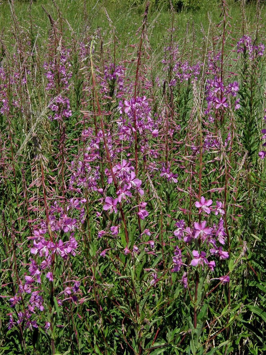 Vrbovka úzkolistá (Epilobium angustifolium L.)