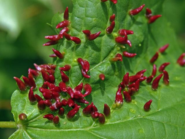 Hálky vlnovníka lipového (Eriophyes tiliae)