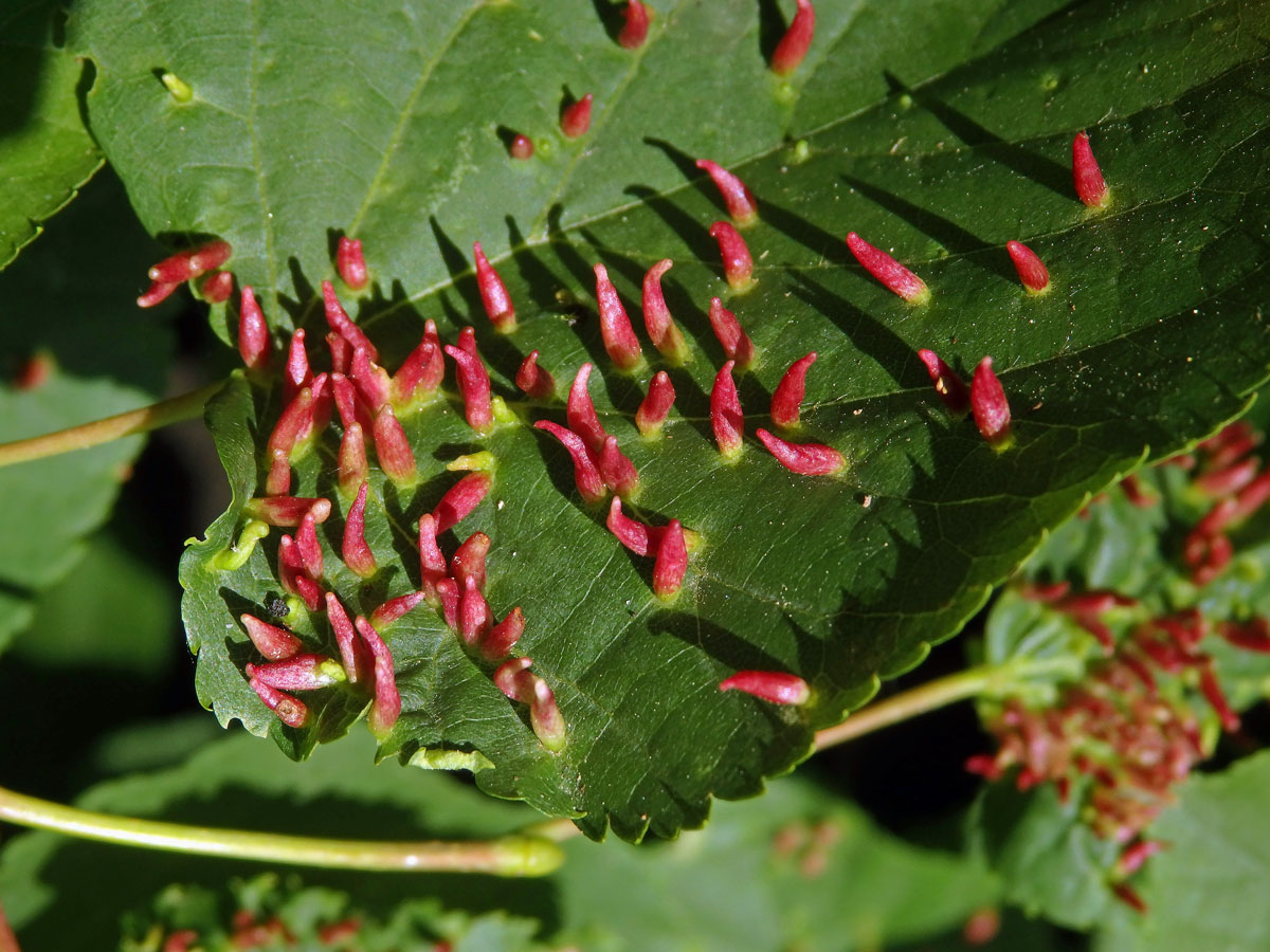 Hálky vlnovníka lipového (Eriophyes tiliae)