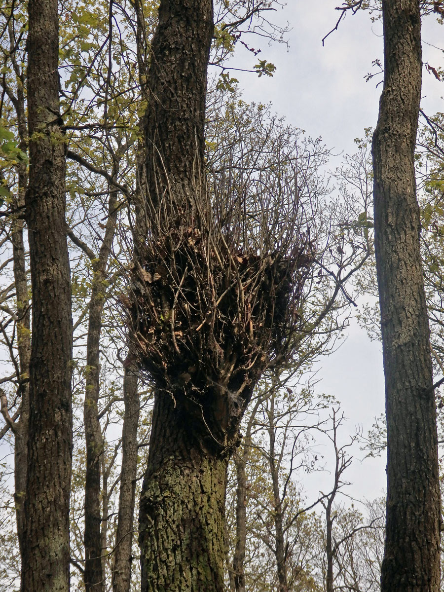 Čarověník na dubu letním (Quercus robur L.) (2)