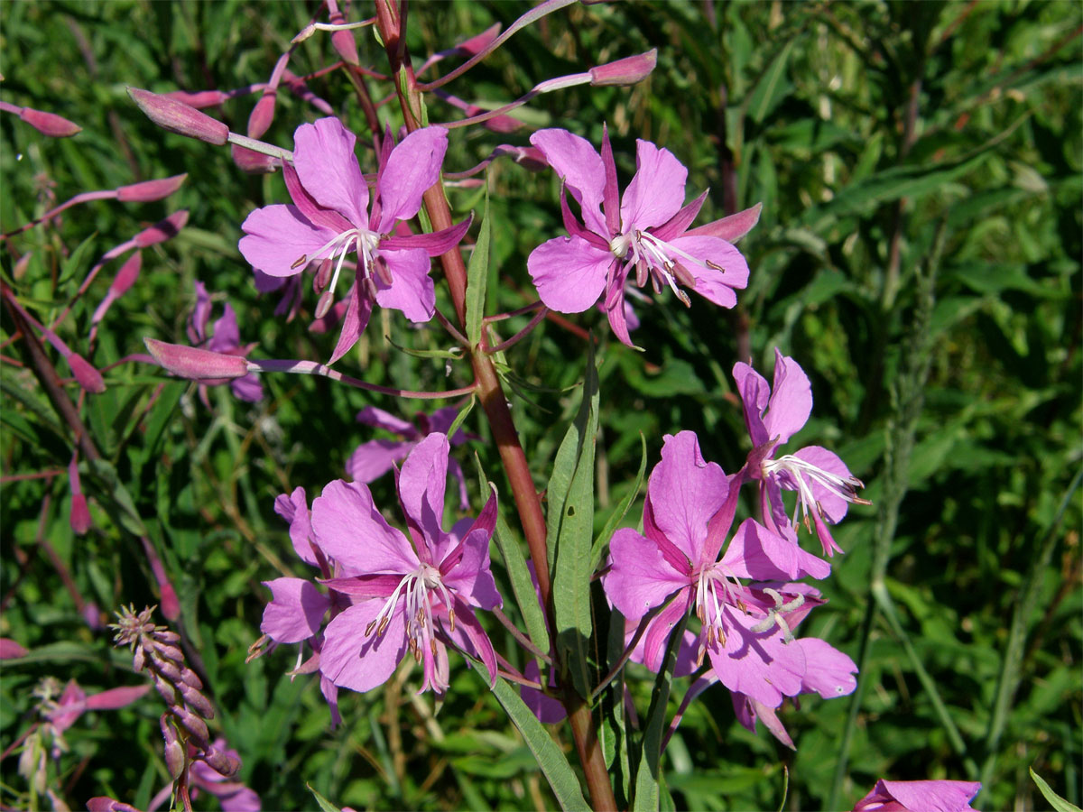 Vrbovka úzkolistá (Epilobium angustifolium L.)