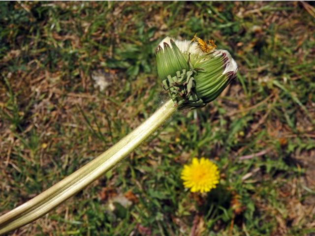 Smetánka lékařská (Teraxacum officinale L.) - fasciace stonku (26a)