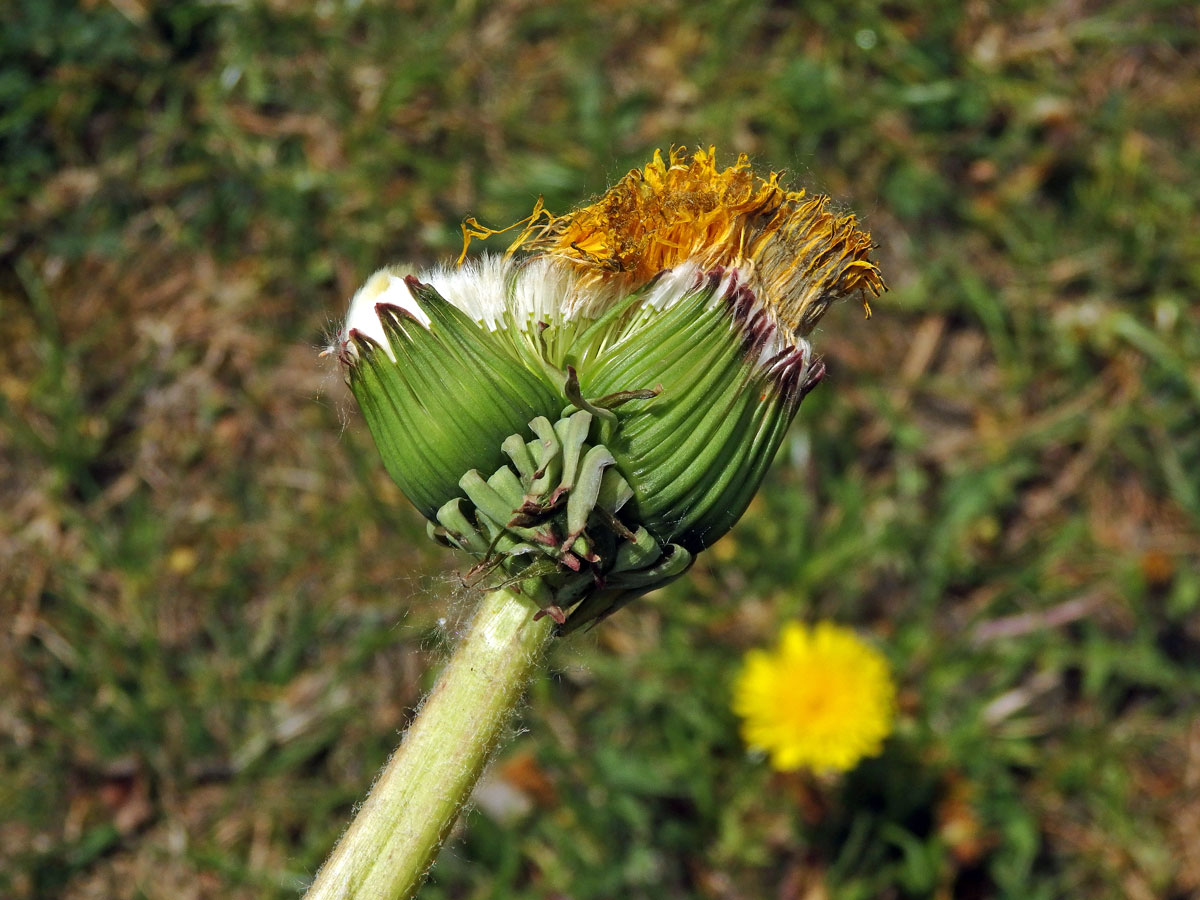 Smetánka lékařská (Teraxacum officinale L.) - fasciace stonku (26b)