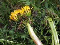 Smetánka lékařská (Teraxacum officinale L.) - fasciace stonku (27)