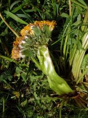 Smetánka lékařská (Teraxacum officinale L.) - fasciace stonku (29a)