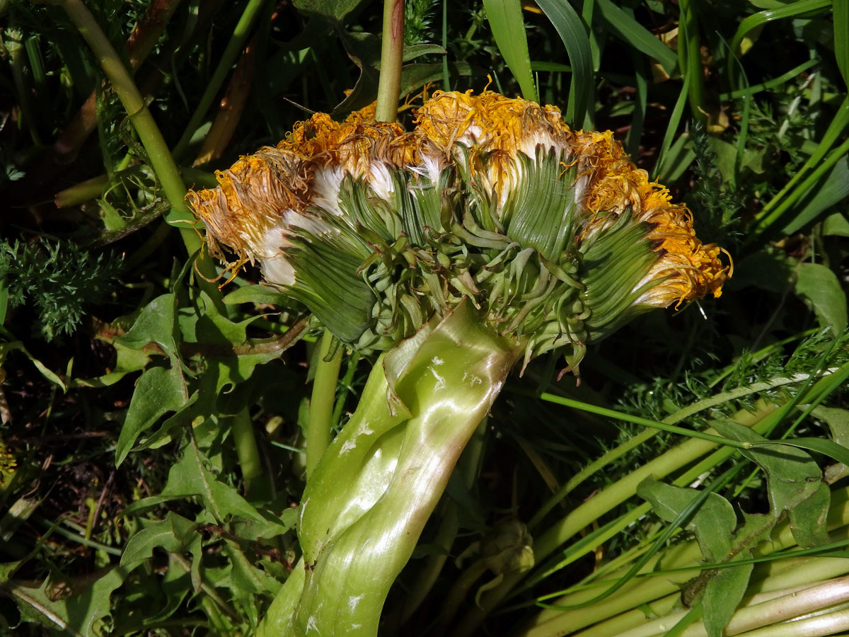 Smetánka lékařská (Teraxacum officinale L.) - fasciace stonku (29b)