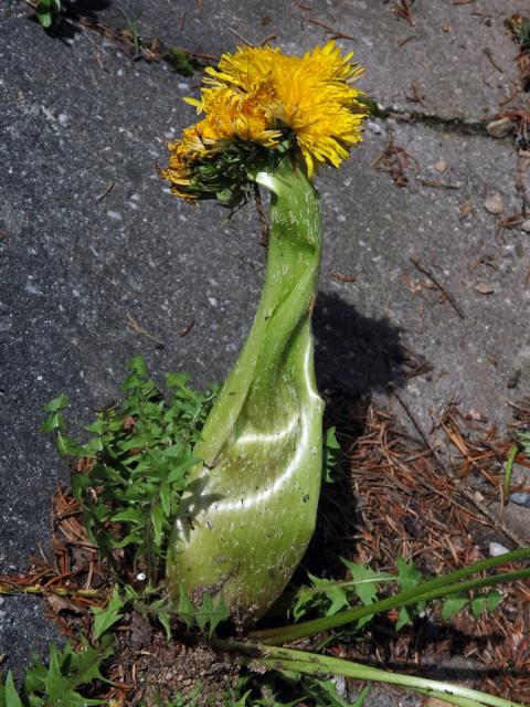 Smetánka lékařská (Teraxacum officinale L.) - fasciace stonku (30a)