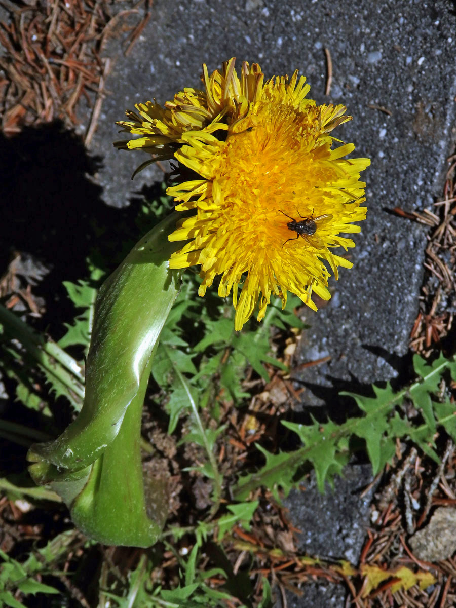 Smetánka lékařská (Teraxacum officinale L.) - fasciace stonku (30b)