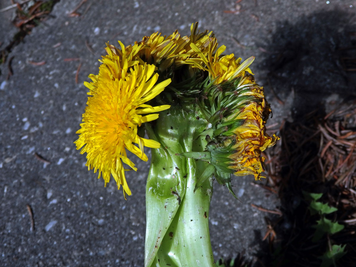 Smetánka lékařská (Teraxacum officinale L.) - fasciace stonku (30c)