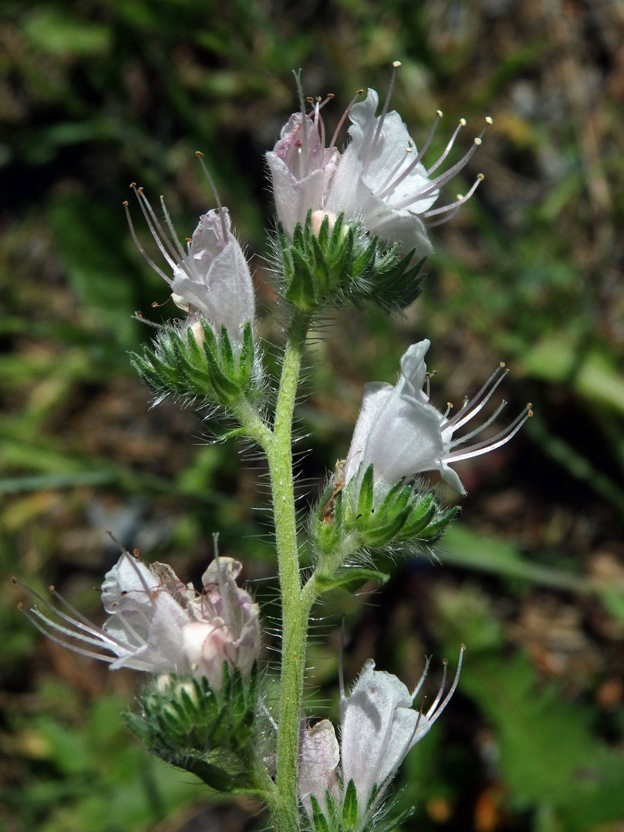 Hadinec obecný (Echium vulgare L.) - květy bez barviva (4a)