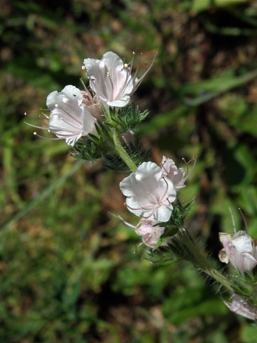 Hadinec obecný (Echium vulgare L.) - květy bez barviva (4b)