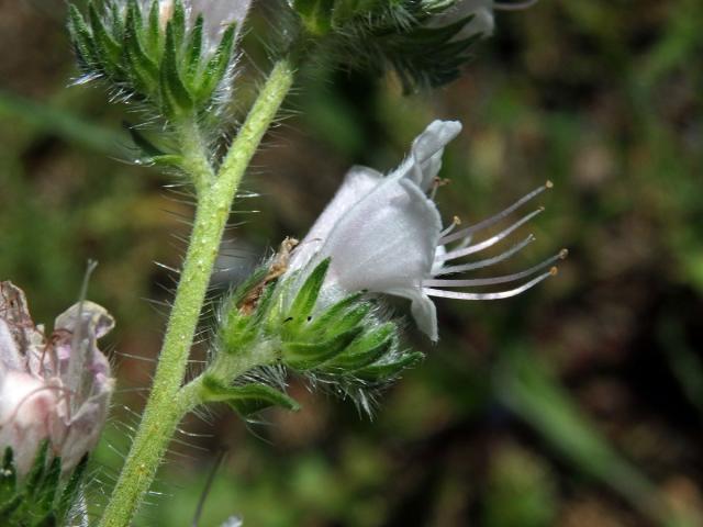 Hadinec obecný (Echium vulgare L.) - květy bez barviva (4c)