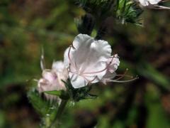 Hadinec obecný (Echium vulgare L.) - květy bez barviva (4d)