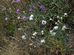 Chrpa latnatá (Centaurea stoebe L.) (1a)