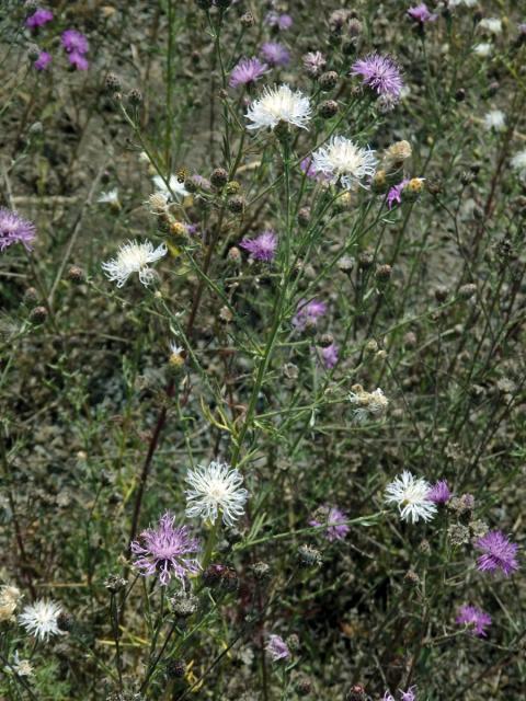 Chrpa latnatá (Centaurea stoebe L.) (1b)