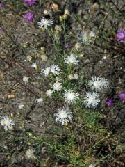 Chrpa latnatá (Centaurea stoebe L.) (1c)