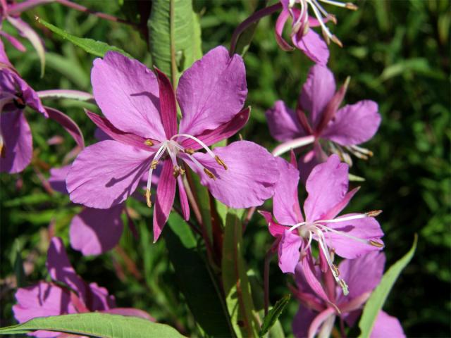 Vrbovka úzkolistá (Epilobium angustifolium L.)