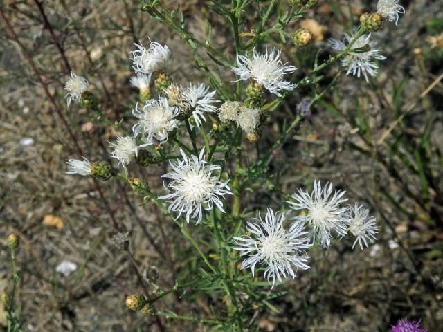 Chrpa latnatá (Centaurea stoebe L.) (1e)