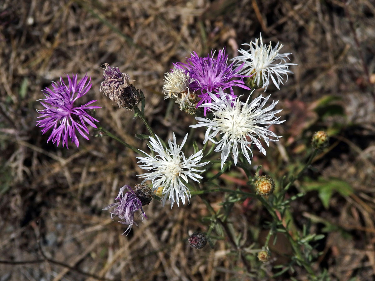 Chrpa latnatá (Centaurea stoebe L.) (1f)