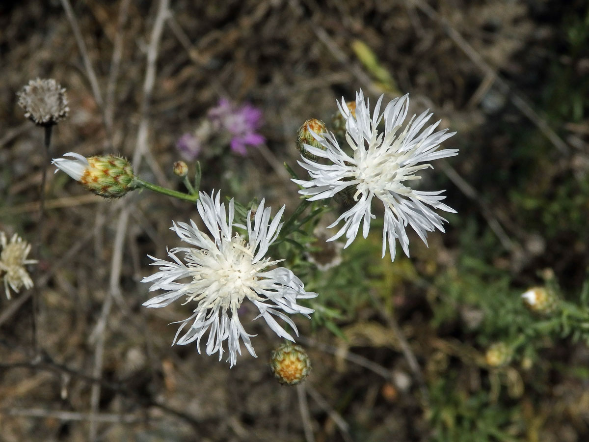 Chrpa latnatá (Centaurea stoebe L.) (1g)