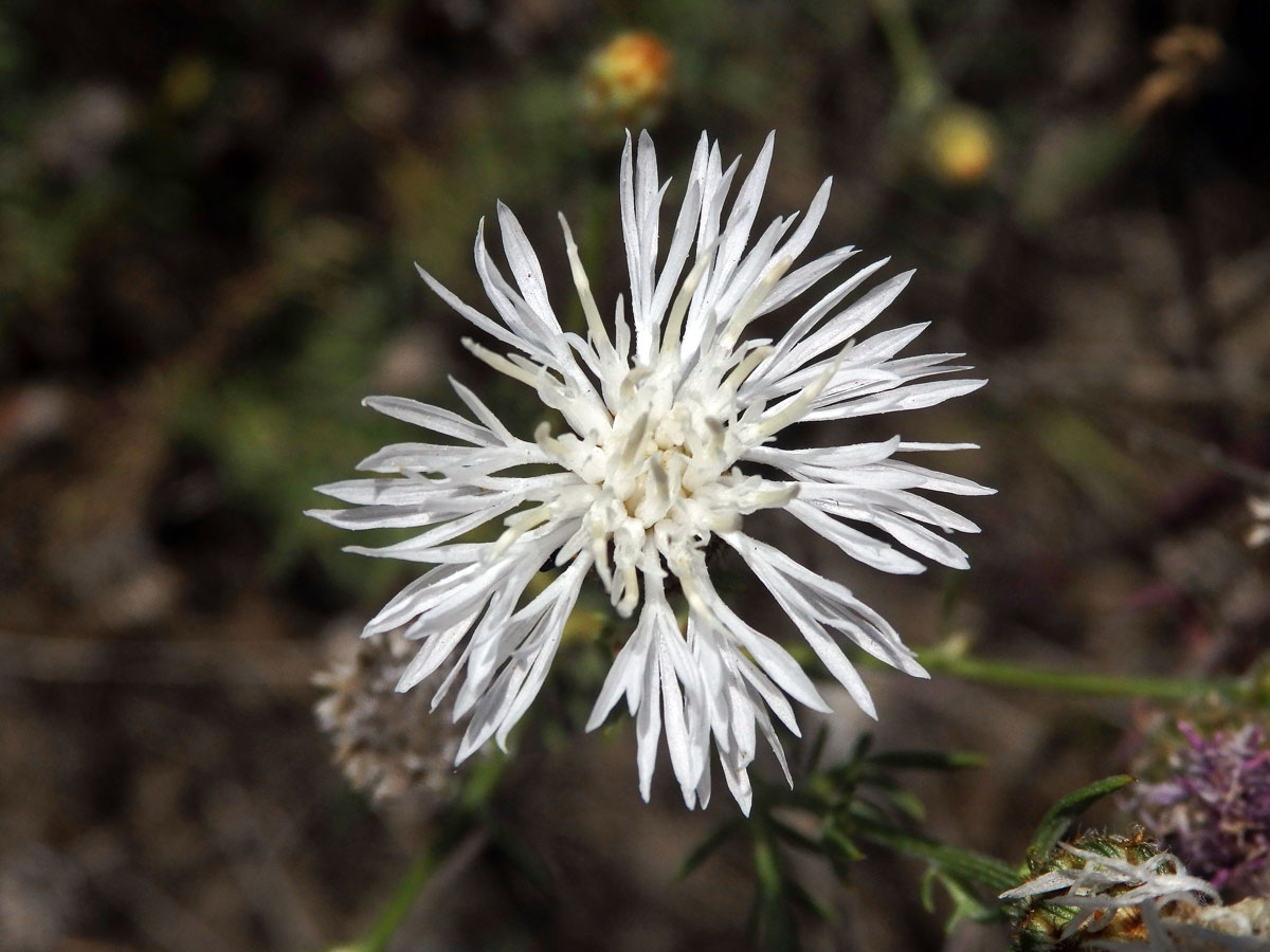 Chrpa latnatá (Centaurea stoebe L.) (1h)