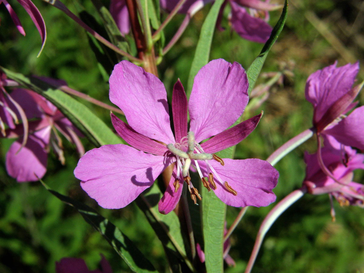 Vrbovka úzkolistá (Epilobium angustifolium L.)