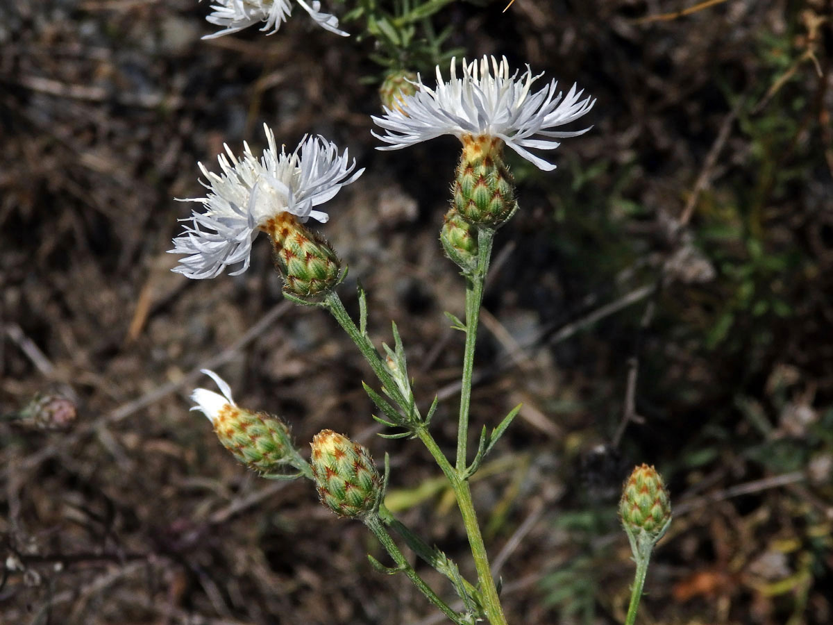 Chrpa latnatá (Centaurea stoebe L.) (1i)