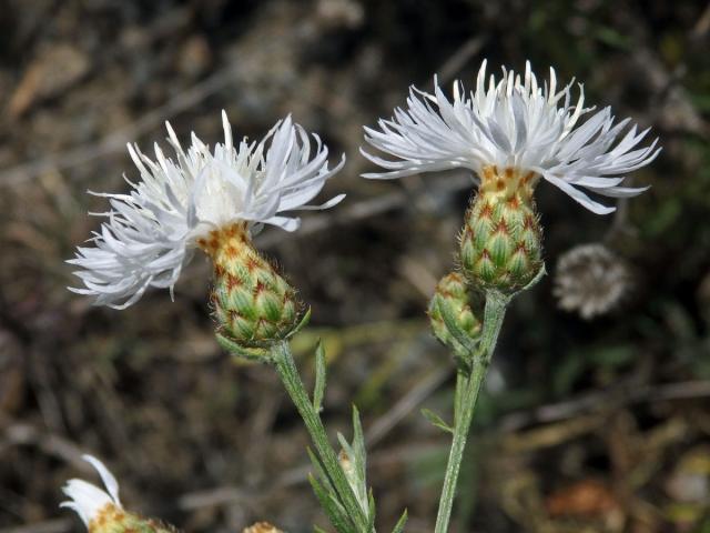 Chrpa latnatá (Centaurea stoebe L.) (1j)